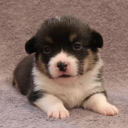 Eskimo - Black and tan male Pembroke Welsh Corgi puppy in Arcanum, Ohio from Weissway Corgis