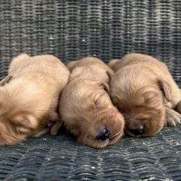 Dachshund and Golden Retriever Puppies from HS Goldens