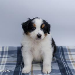 Cheers - Black tri-color female Australian Shepherd puppy in Lakewood, California from Cloud Nine Kennel