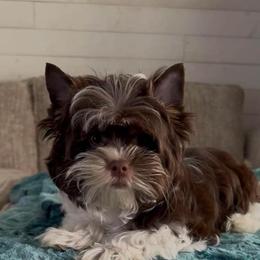 Olly - Chocolate, tan and white male Yorkshire Terrier puppy in Parkersburg, West Virginia from Chocolate Diamonds in the RUFF