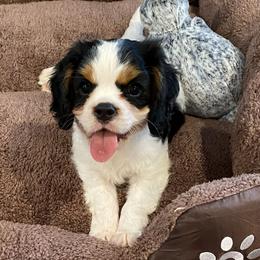 Cavalier King Charles Spaniel Puppies from Fairwyn Farm Cavalier King Charles Spaniels
