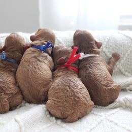 Poodle Puppies from Bruno & Co. Puppies