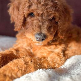 Poodle Puppies from Yellow Dog Farm