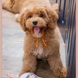 Vuitton - Red male Cockapoo puppy in Connersville, Indiana from Deaz Doodle Ranch