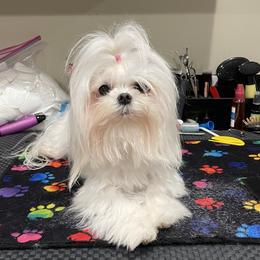 Mya - Maltese