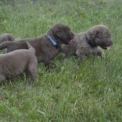 Chesapeake Bay Retriever Puppies from Twin Oak's Chesapeakes