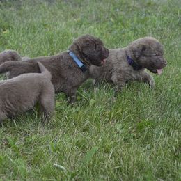 Chesapeake Bay Retriever Puppies from Twin Oak's Chesapeakes