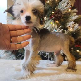 Newton, Long Haul's What's On 2nd - Chinese Crested puppy from Long Rotts & Long Haul Cresteds