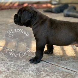 Cane Corso from Maestoso Cane Corso