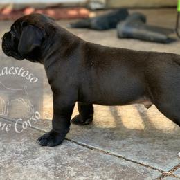 Cane Corso from Maestoso Cane Corso