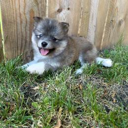 Annie Oakley - Red and white female Pomsky puppy in Blue Earth, Minnesota from Blue Sky Pomsky