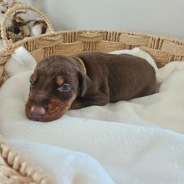 Orion (yellow) - Red and rust male Doberman Pinscher puppy in Hamilton, Ohio from Little Dragon Dobermans
