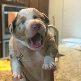Bora - Red merle male Australian Shepherd puppy in Orlando, Florida from Skaky Shepherds