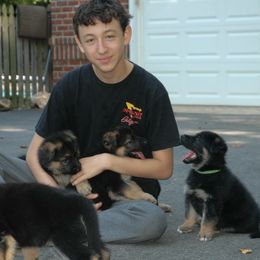 German Shepherd Puppies from Trick Dog & Farm Dog Certified & Urban Canine Good Citizen