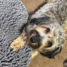 Yorkipoo All Grown Up from Little Creek Yorkiepoos