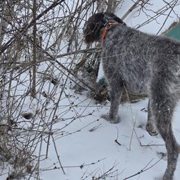 German Wirehaired Pointers from Show Me Kennels