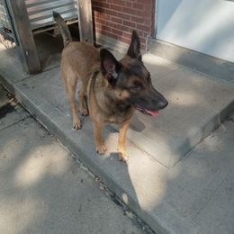 Duke - Dutch Shepherd