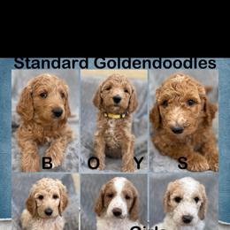 Goldendoodle puppies from AZ Designer Goldendoodles