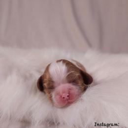 AKC Beatriz - Blenheim female Cavalier King Charles Spaniel puppy in Bonney Lake, Washington from House of Happy Cavaliers