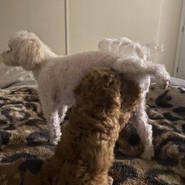 Poodle Puppies from Jamilette Delatorre's Poodles