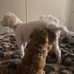 Poodle Puppies from Jamilette Delatorre's Poodles