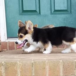 Pembroke Welsh Corgi Puppies from Ranch Hand Corgis
