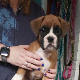 Boxer Puppies from Newcastle Boxers