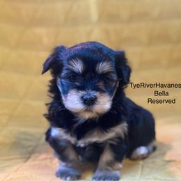 Bella - Black and tan female Havanese puppy in Lovingston, Virginia from Tye River Havanese