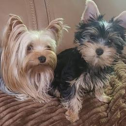 Lady - Blue and gold female Yorkshire Terrier puppy in Potomac, Maryland from Fabiana's Yorkshire Terriers