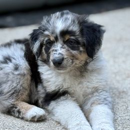 Basil - Blue merle male Miniature American Shepherd puppy in Brush Prairie, Washington from Hillside haven Farms
