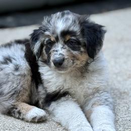 Basil - Blue merle male Miniature American Shepherd puppy in Brush Prairie, Washington from Hillside haven Farms