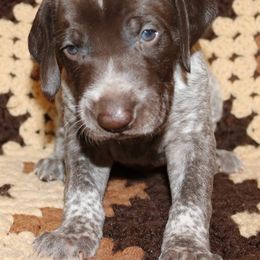 German Shorthaired Pointer Puppies from GLC Pointers