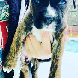 Boxer Puppies from Kruse Boxers