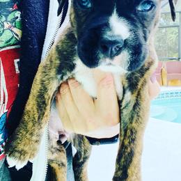 Boxer Puppies from Kruse Boxers
