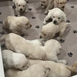 Labrador Retriever Puppies from Luvable AZ Labs