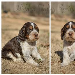 Mya - Tri-Roan female English Springer Spaniel puppy in Westminster, South Carolina from Hidden Valley Springers