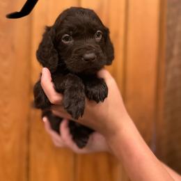 Black - Chocolate male Boykin Spaniel puppy in Barney, Georgia from Price & Co.