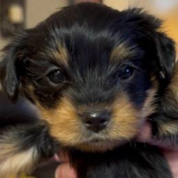 Mango - Black and tan male Yorkipoo puppy in Killen, Alabama from Yorkie Oodle Doodle