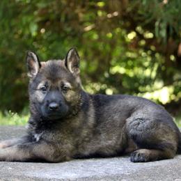 Sable Male - Sable male German Shepherd puppy in Cumming, Georgia from Cainedelup
