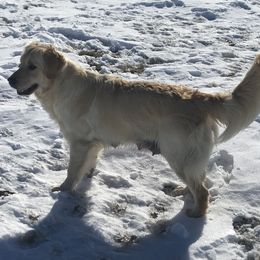 Juniper - Golden Retriever