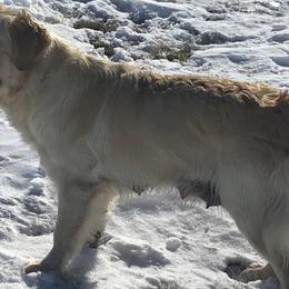 Juniper - Golden Retriever