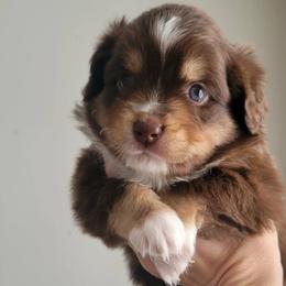 Sienna - Red tri-color female Miniature American Shepherd puppy in Bristol, Tennessee from Riverstone Aussies