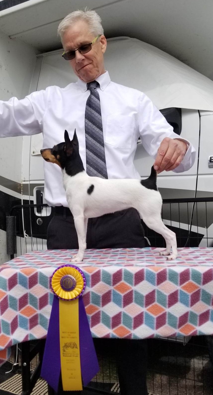 Mudi and Toy Fox Terrier Puppies from JANUS Mudis & Toy Fox Terriers