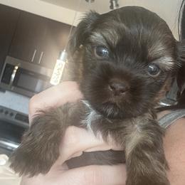 Brownie - Gold male Shihpoo puppy in Denver, Colorado from Angel babies