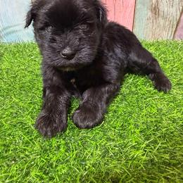 Duchess - Black female Miniature Schnauzer puppy in Lufkin, Texas from C&K’s Schnauzer House