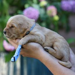 Saffron - Golden male Golden Retriever puppy in Payette, Idaho from Stonewick Retrievers