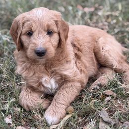 Lamborghini - Apricot male Goldendoodle puppy in Bethany, Oklahoma from Daisy Mae Doodles