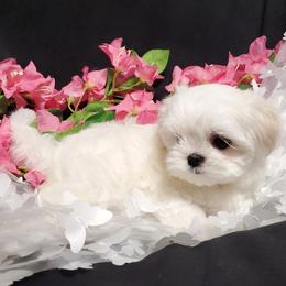Rocket - White male Maltese puppy in Fresno, California from Soua's Pups