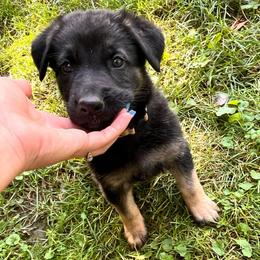 Beige collar - Black and tan female German Shepherd puppy in Rushsylvania, Ohio from Surgenor Shepherds!