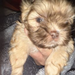 Girl 2 - Red female Shih Tzu puppy in Statesville, North Carolina from Grimmly Blue’s Shih Tzus